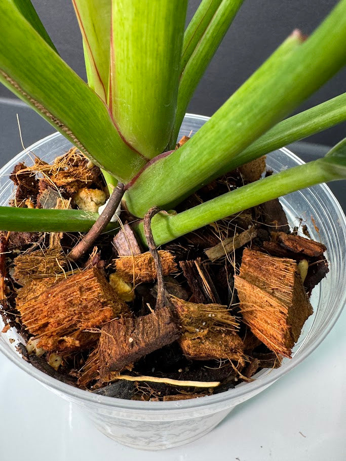 Philodendron Birkin #04 | 4-Inch Clear Pot | Haven’s One of One