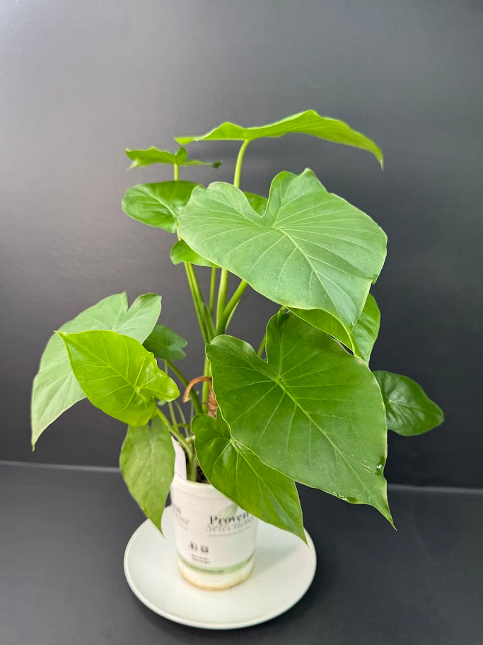 Alocasia Odora ‘California’ #06 | Dwarf Elephant Ear Plant | 4-inch Tall Pot| Haven's One of One
