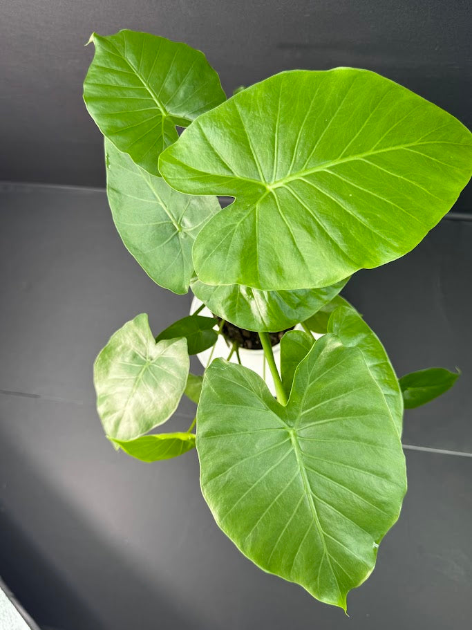 Alocasia Odora ‘California’ #06 | Dwarf Elephant Ear Plant | 4-inch Tall Pot| Haven's One of One