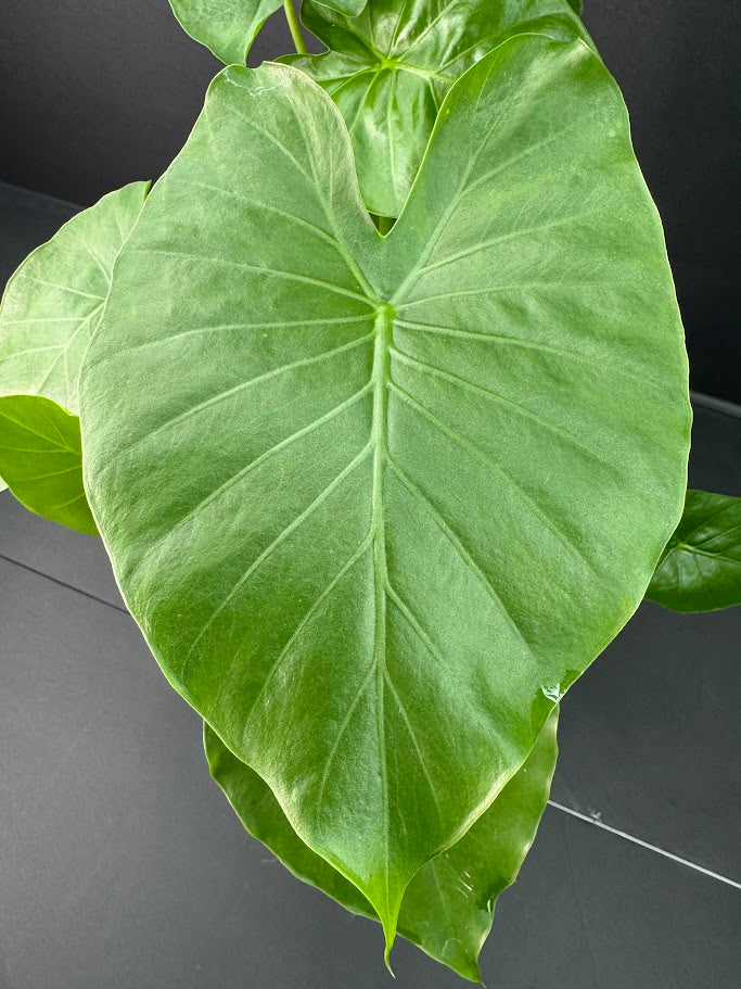 Alocasia Odora ‘California’ #06 | Dwarf Elephant Ear Plant | 4-inch Tall Pot| Haven's One of One