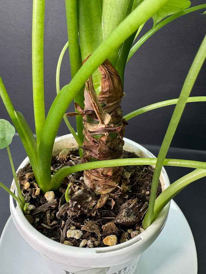 Alocasia Odora ‘California’ #06 | Dwarf Elephant Ear Plant | 4-inch Tall Pot| Haven's One of One