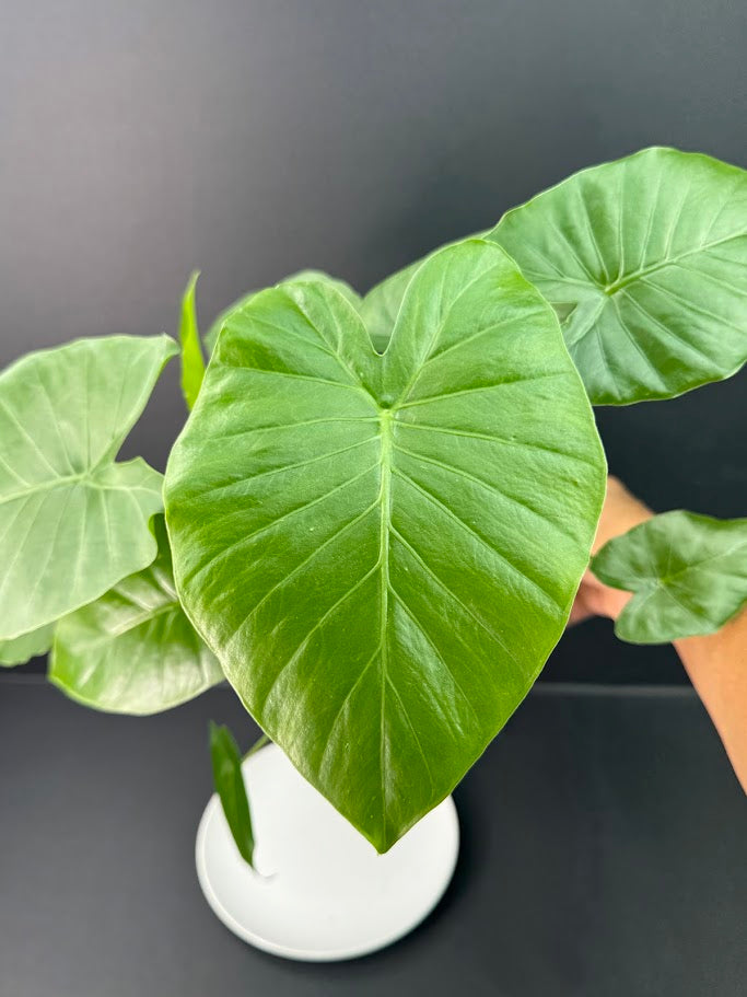 Alocasia Odora ‘California’ #06 | Dwarf Elephant Ear Plant | 4-inch Tall Pot| Haven's One of One