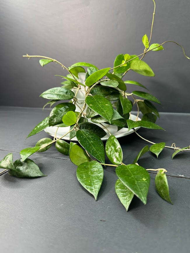 Hoya Verticillata ‘Black Margin’ #09 | 4-Inch Pot | Haven's One of One