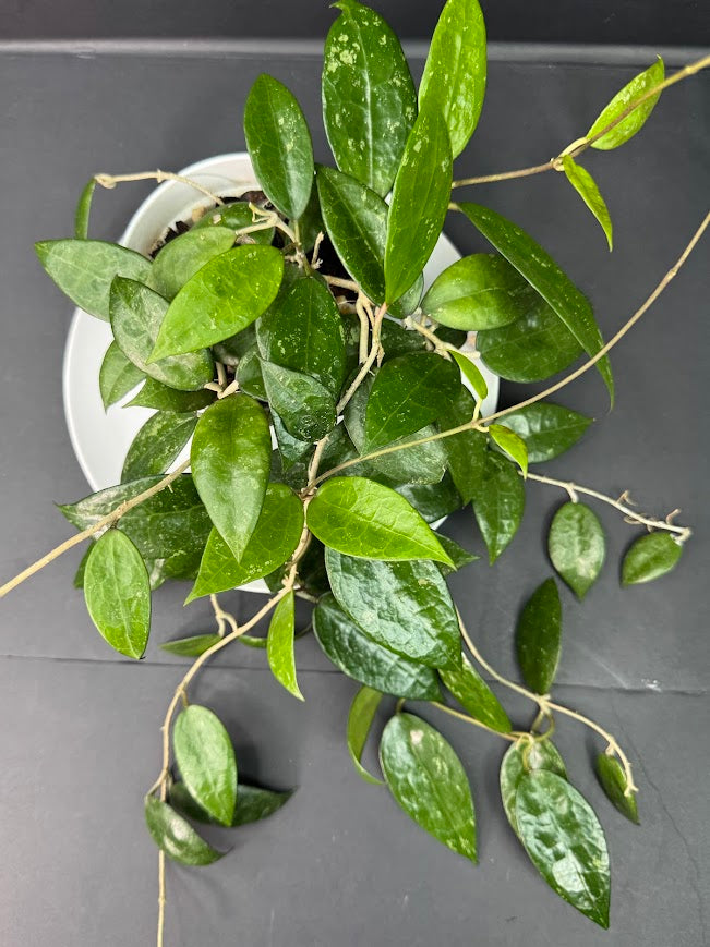 Hoya Verticillata ‘Black Margin’ #09 | 4-Inch Pot | Haven's One of One