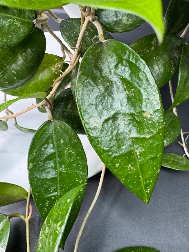 Hoya Verticillata ‘Black Margin’ #09 | 4-Inch Pot | Haven's One of One