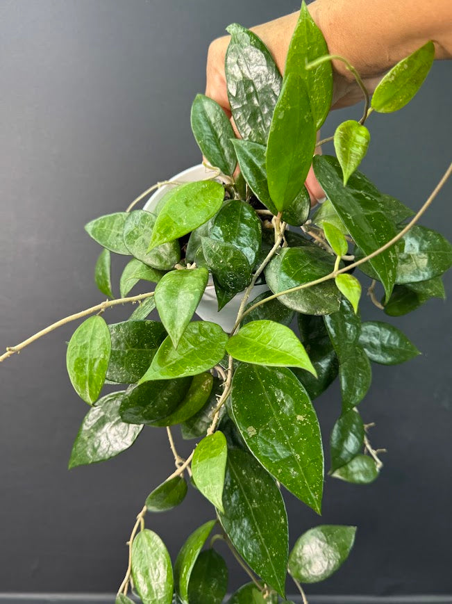 Hoya Verticillata ‘Black Margin’ #09 | 4-Inch Pot | Haven's One of One