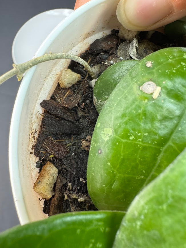 Hoya Verticillata ‘Black Margin’ #09 | 4-Inch Pot | Haven's One of One