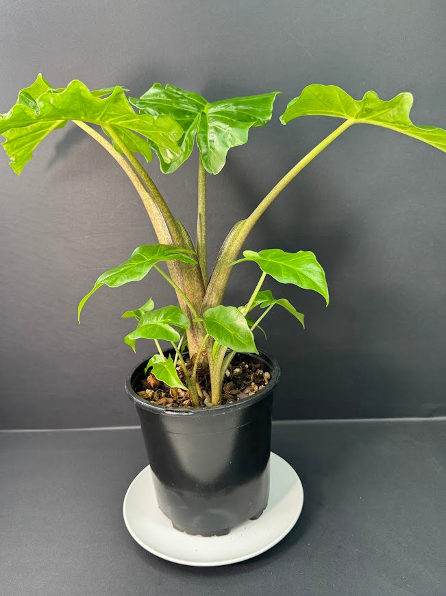Alocasia ‘Low Rider’ #02 | Dwarf Elephant Ear | 1 GAL Pot Size | Haven's One of One