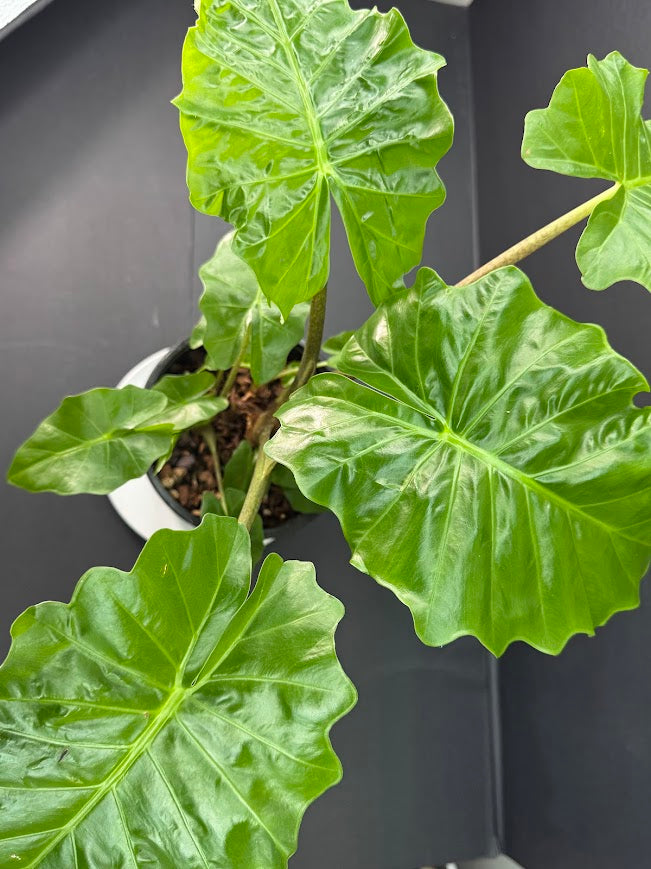 Alocasia ‘Low Rider’ #02 | Dwarf Elephant Ear | 1 GAL Pot Size | Haven's One of One