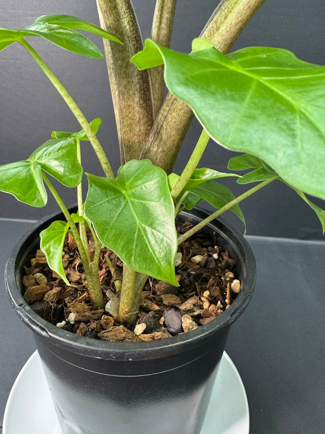 Alocasia ‘Low Rider’ #02 | Dwarf Elephant Ear | 1 GAL Pot Size | Haven's One of One