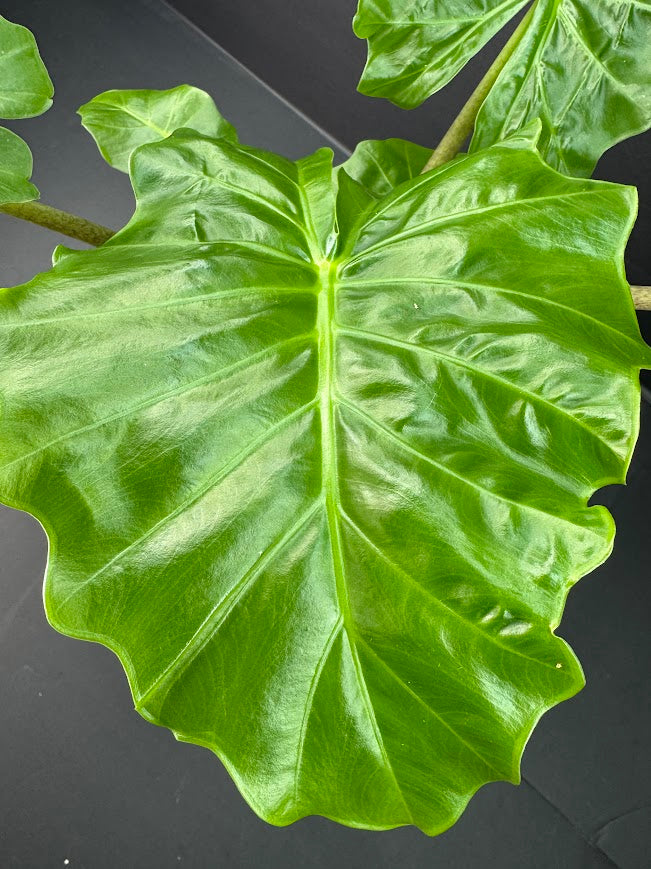 Alocasia ‘Low Rider’ #02 | Dwarf Elephant Ear | 1 GAL Pot Size | Haven's One of One