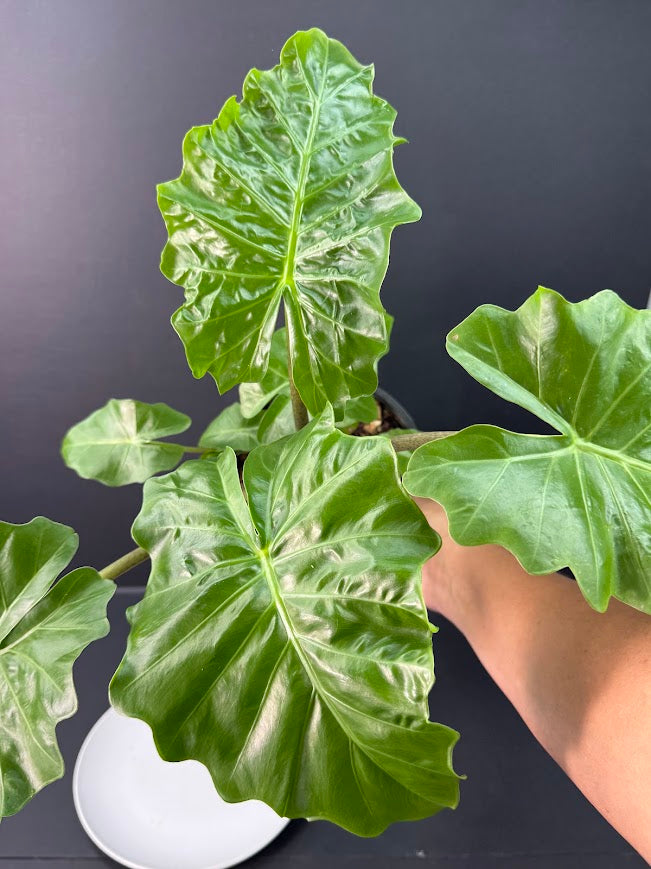 Alocasia ‘Low Rider’ #02 | Dwarf Elephant Ear | 1 GAL Pot Size | Haven's One of One