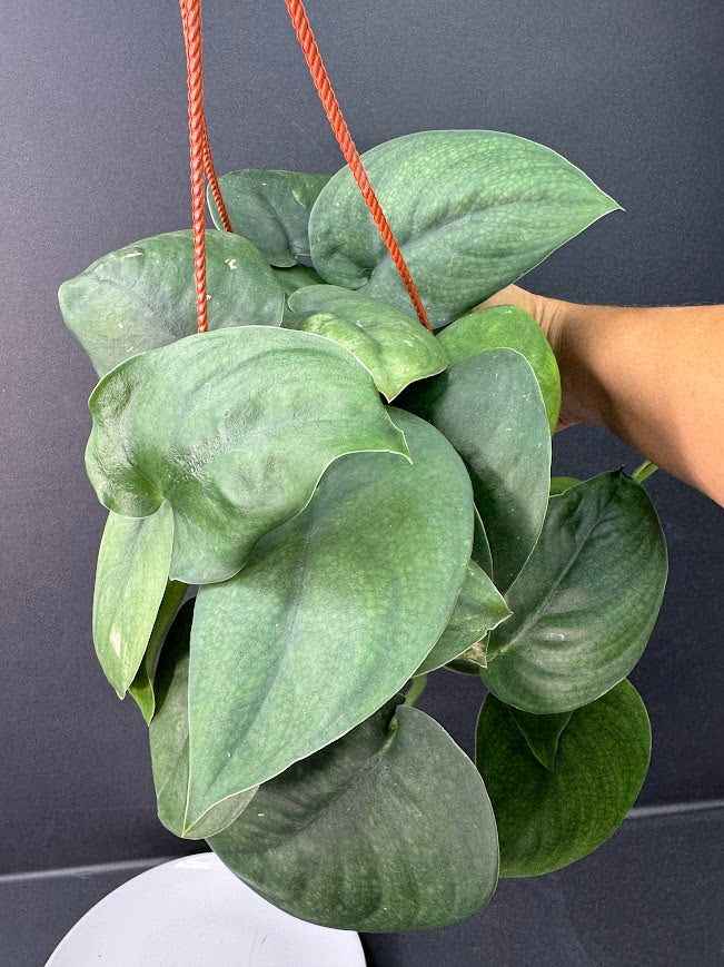 Scindapsus Jade Satin #04 | 5.5-Inch Hanging Basket | Haven’s One of One