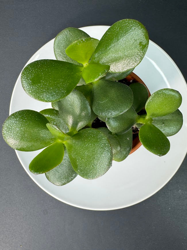 Crassula Ovata (Jade Plant) #05 | 2.5 inch Clay Pot | Haven's One of One