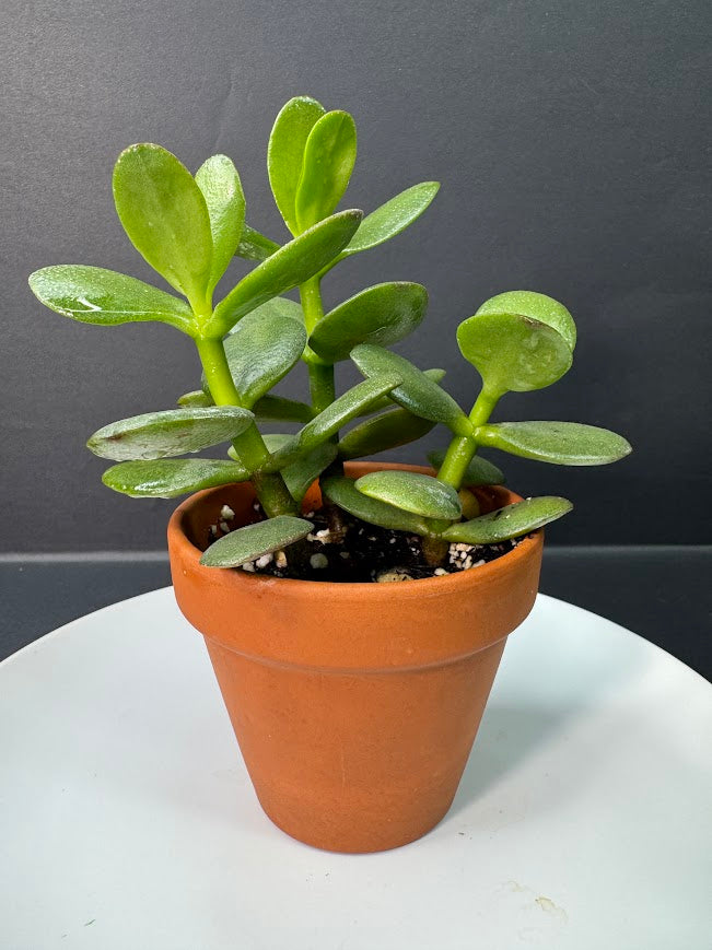 Crassula Ovata (Jade Plant) #05 | 2.5 inch Clay Pot | Haven's One of One
