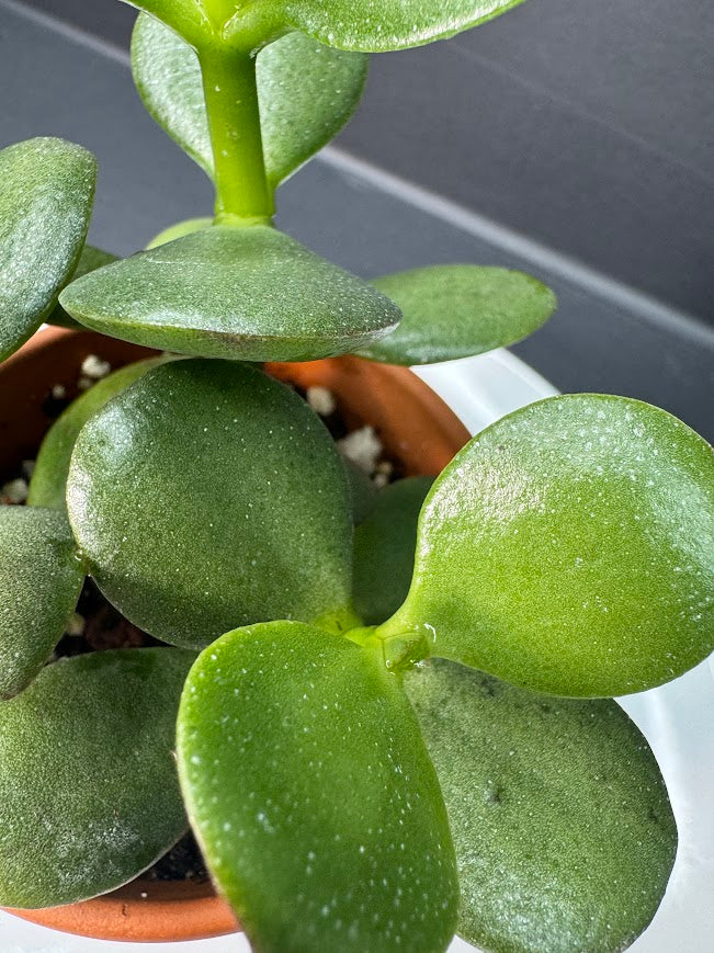 Crassula Ovata (Jade Plant) #05 | 2.5 inch Clay Pot | Haven's One of One