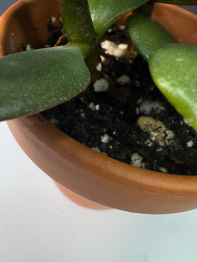 Crassula Ovata (Jade Plant) #05 | 2.5 inch Clay Pot | Haven's One of One