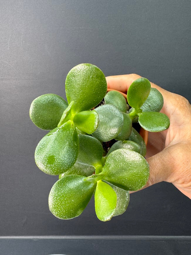 Crassula Ovata (Jade Plant) #05 | 2.5 inch Clay Pot | Haven's One of One