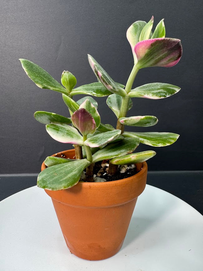 Crassula Ovata Tricolor (Variegated Jade) #01 | 2.5 inch Clay Pot | Haven's One of One