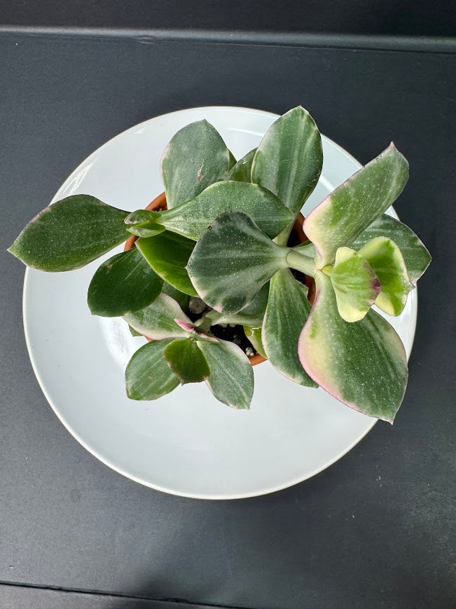 Crassula Ovata Tricolor (Variegated Jade) #01 | 2.5 inch Clay Pot | Haven's One of One