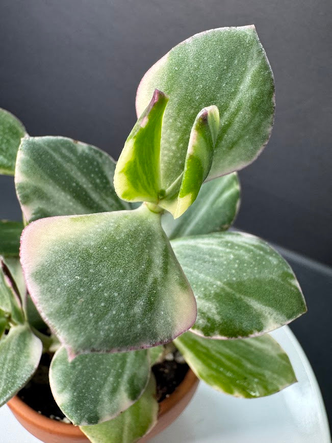 Crassula Ovata Tricolor (Variegated Jade) #01 | 2.5 inch Clay Pot | Haven's One of One