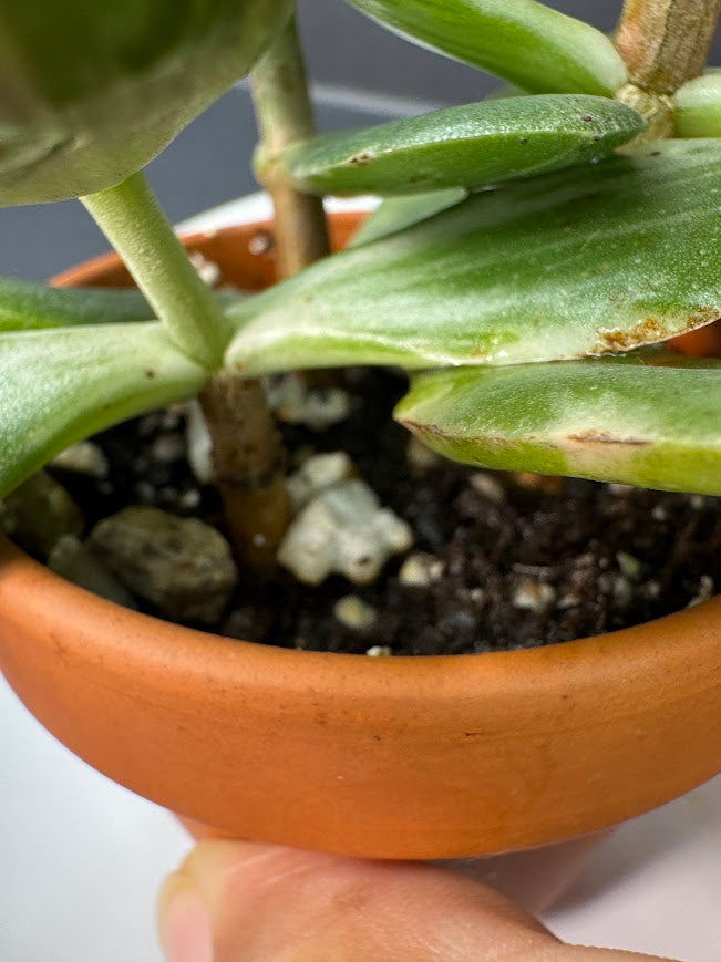 Crassula Ovata Tricolor (Variegated Jade) #01 | 2.5 inch Clay Pot | Haven's One of One