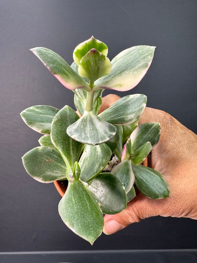 Crassula Ovata Tricolor (Variegated Jade) #01 | 2.5 inch Clay Pot | Haven's One of One