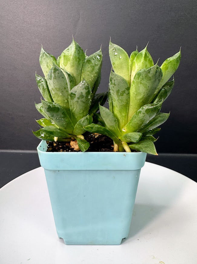 Cathedral Window Haworthia (Haworthia cymbiformis) | 3–3.5-Inch Plant | Haven’s Choice