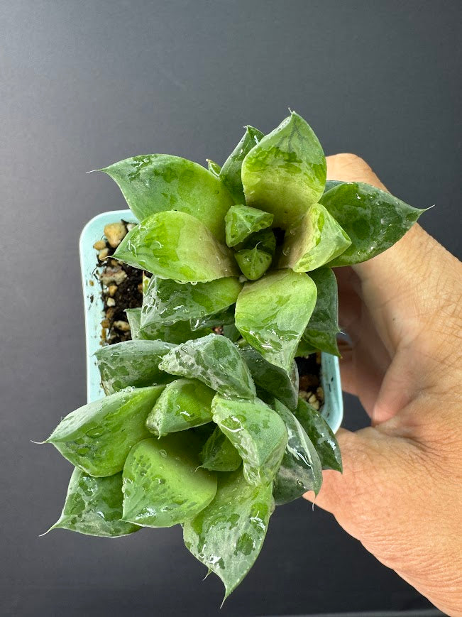 Cathedral Window Haworthia (Haworthia cymbiformis) | 3–3.5-Inch Plant | Haven’s Choice