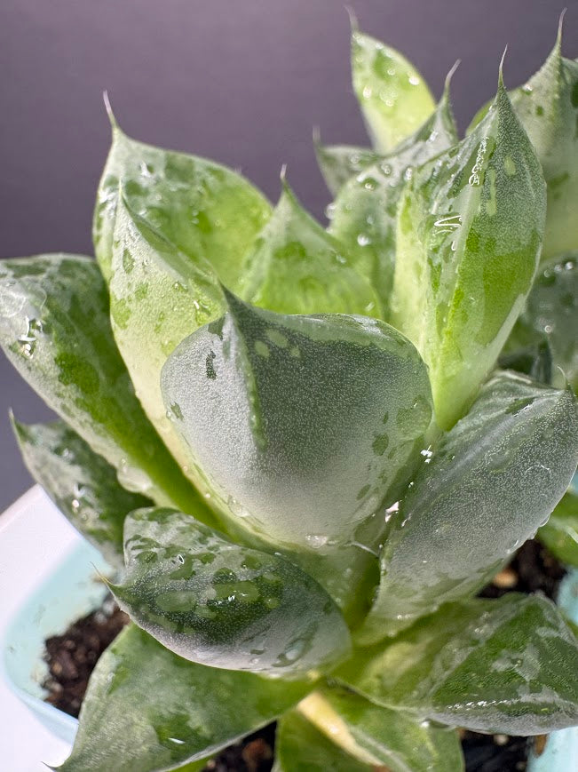 Cathedral Window Haworthia (Haworthia cymbiformis) | 3–3.5-Inch Plant | Haven’s Choice