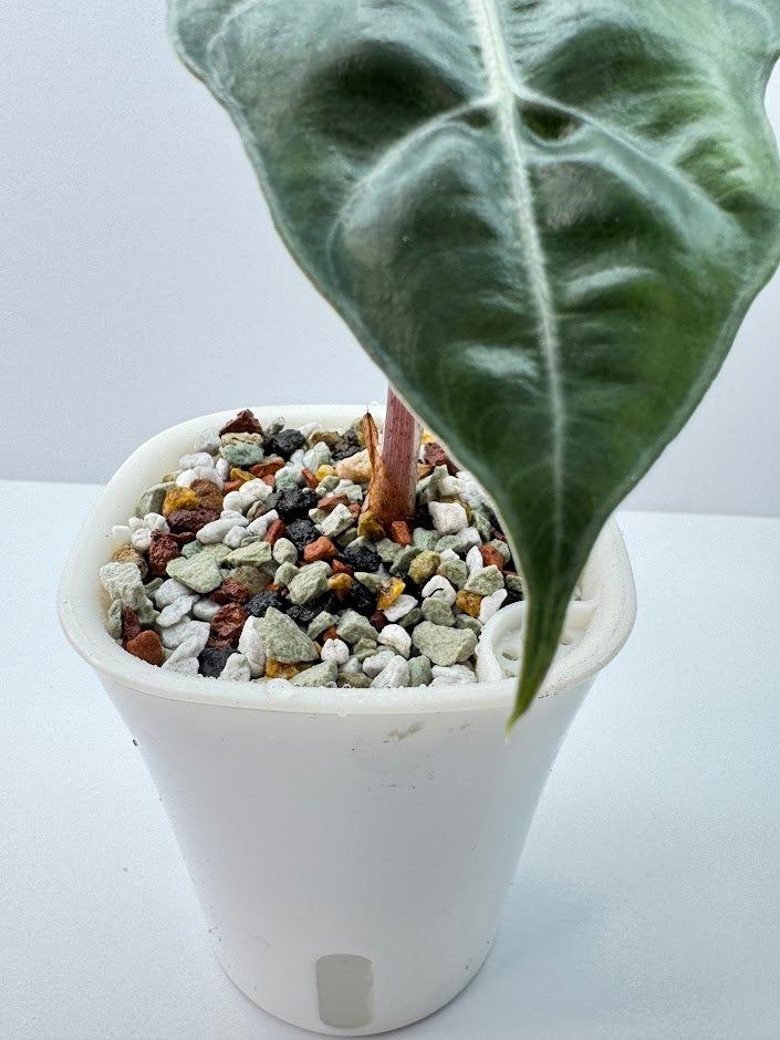 Classic PON Mix | Soil-Free Semi-Hydro Substrate for Self-Watering Pots