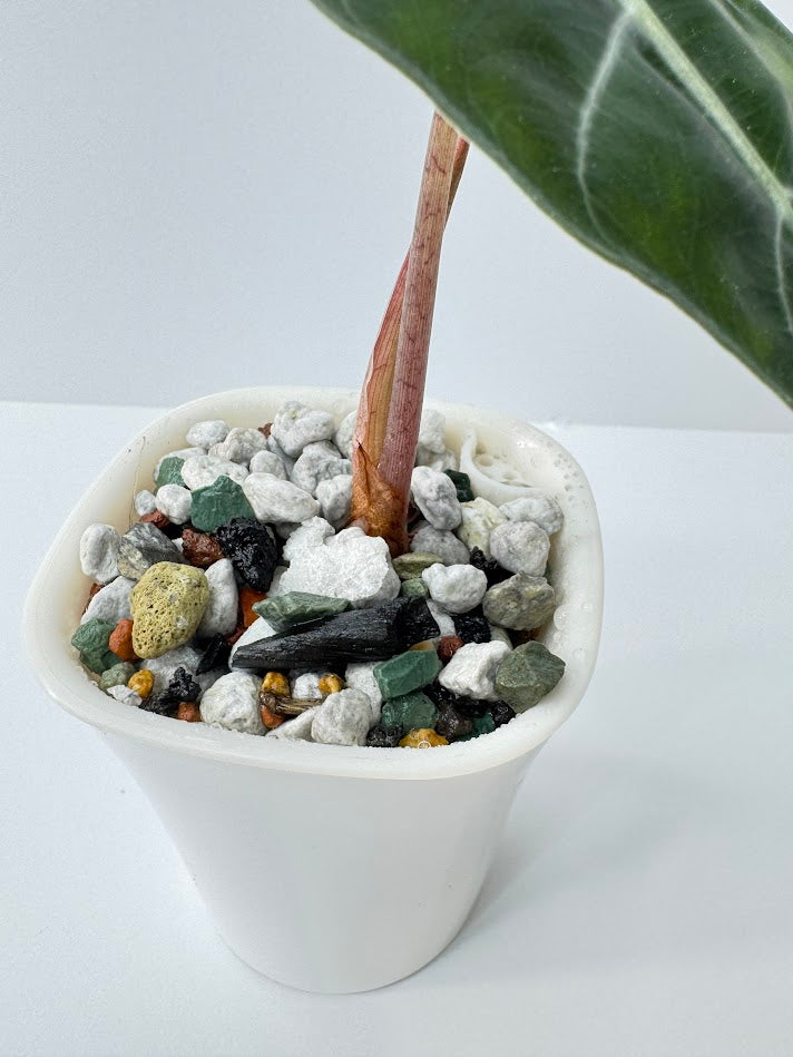 Chunky PON + Classic PON Duo | Soil-Free Semi-Hydro Substrate Set
