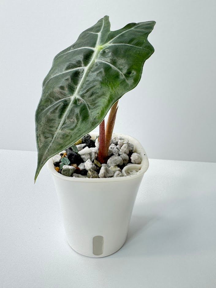 3-Inch White Self-Watering Pots with Water Level Indicator | 4, 8 or 24 Pack
