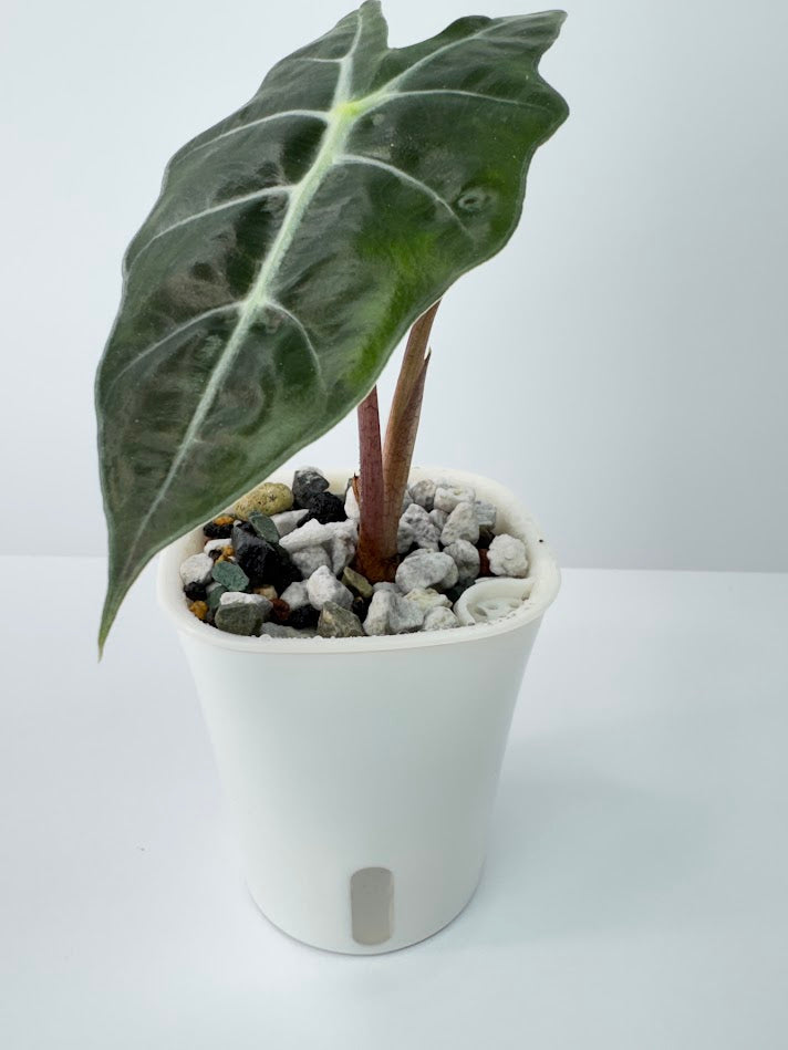 Chunky PON Mix | Soil-Free Semi-Hydro Substrate for Large Plants & Passive Hydro
