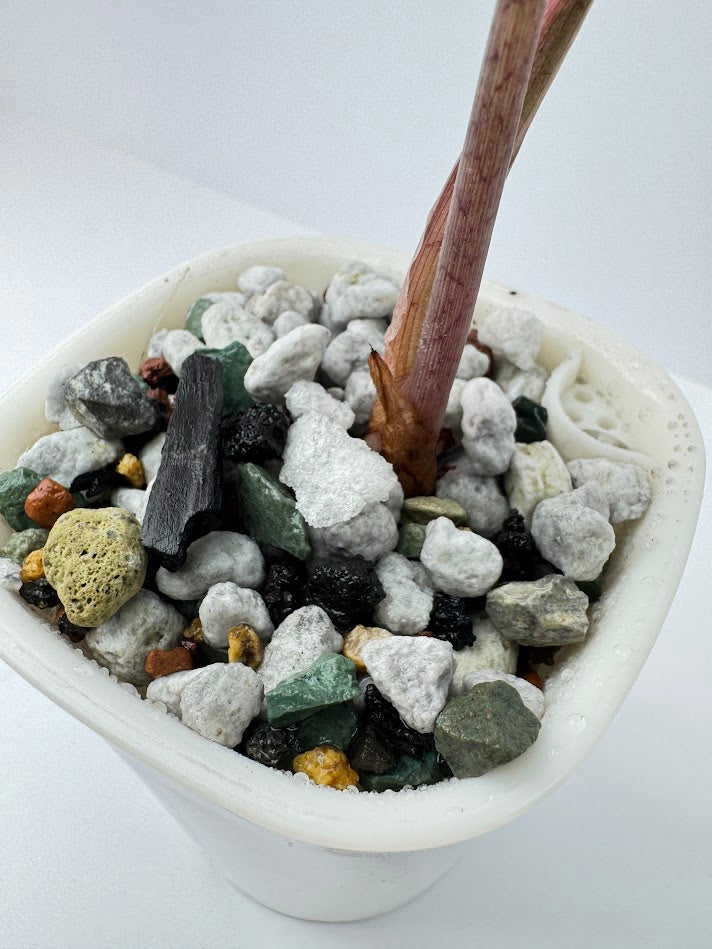 Chunky PON Mix | Soil-Free Semi-Hydro Substrate for Large Plants & Passive Hydro