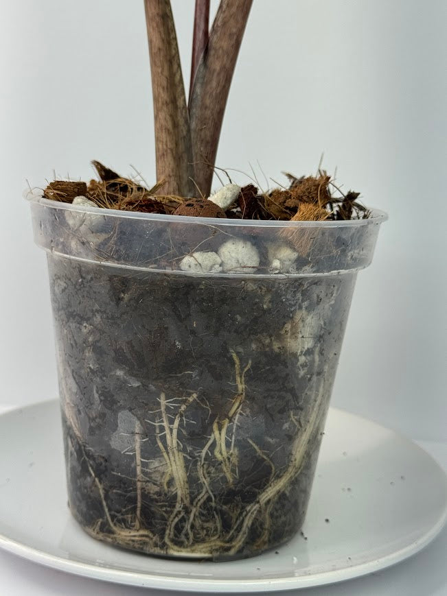 Super Chunky Orchid Mix | Peat-Free Potting Mix for Orchids, Anthurium & Alocasia