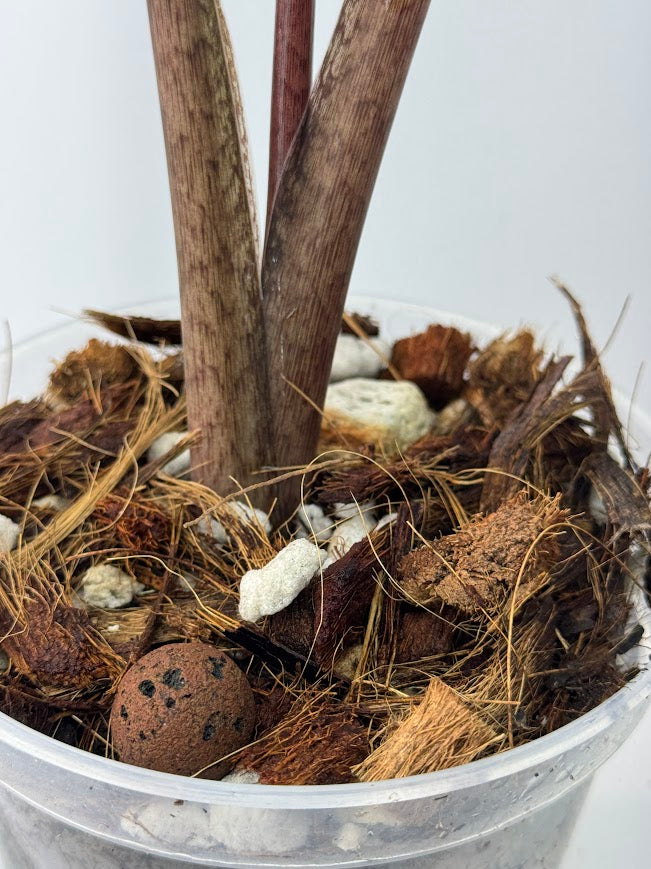 Super Chunky Orchid + Chunky Aroid Duo | Peat-Free Chunky Mix Set for Aroids & Epiphytes