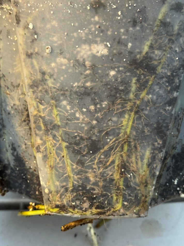 Chunky Classic Potting Mix | Well-Draining Indoor Soil for Monstera, Pothos & Begonia