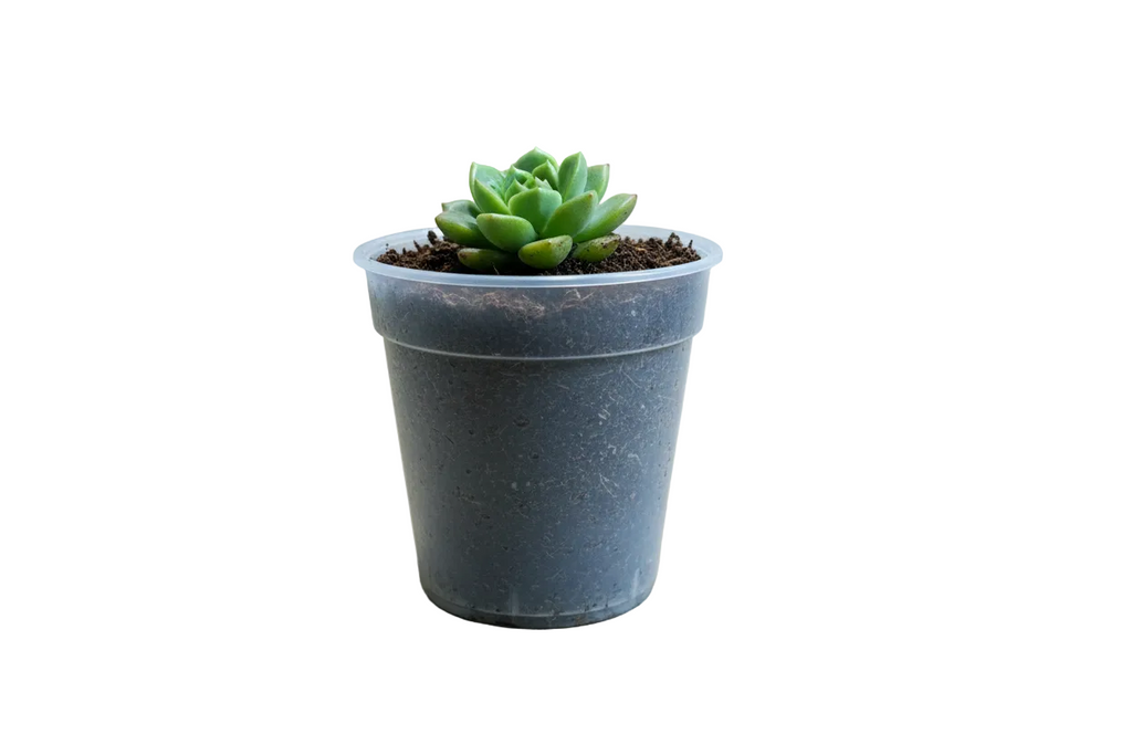 2-Inch Clear Plastic Nursery Pots with Drainage Holes Multi-Pack | Seed Starter Pots for Succulents, Herbs, Seedlings & Cuttings