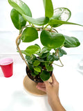 Hoya Australis #10 | 6 inch Trellised | Wax Plant