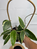 Hoya Latifolia 'Albomarginata' #06 | 6inch Pot Trellised | Hoya Macrophylla Albo-Marginata