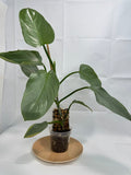 Philodendron hastatum 'Silver Sword' #09 | Growing on Moss Pole | 4 inch Pot Size