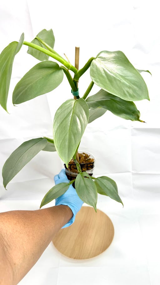 Philodendron hastatum 'Silver Sword' #11 | Growing on Moss Pole | 4 inch Pot Size