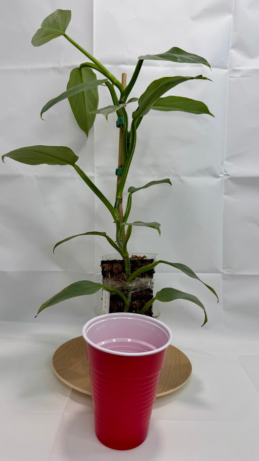 Philodendron hastatum 'Silver Sword' #11 | Growing on Moss Pole | 4 inch Pot Size