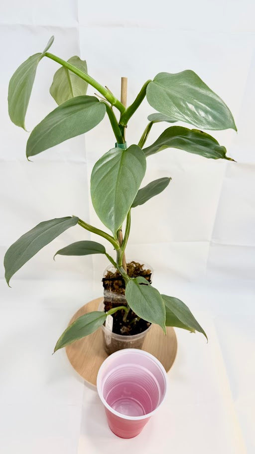 Philodendron hastatum 'Silver Sword' #11 | Growing on Moss Pole | 4 inch Pot Size