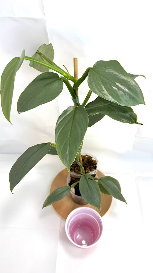 Philodendron hastatum 'Silver Sword' #11 | Growing on Moss Pole | 4 inch Pot Size