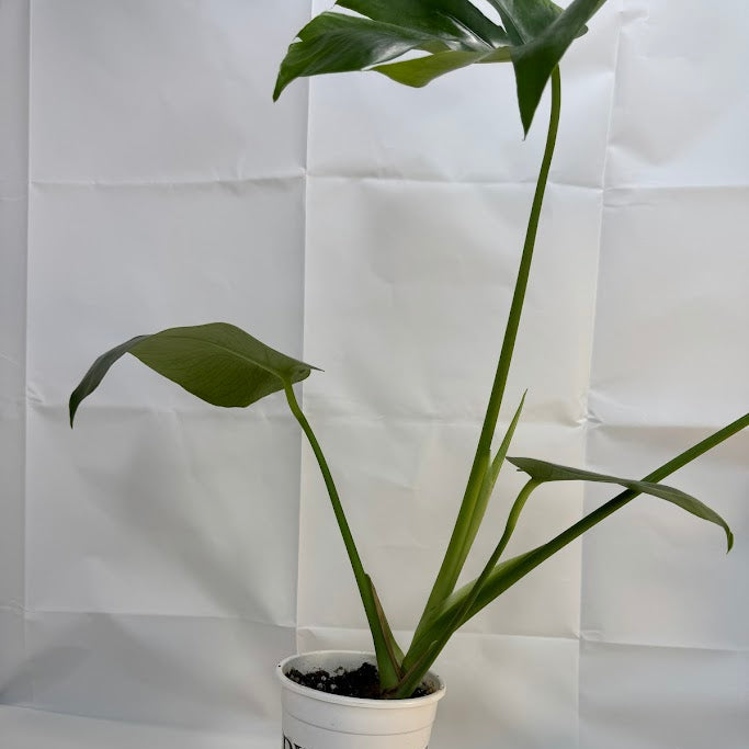 1QT Monstera Deliciosa #17